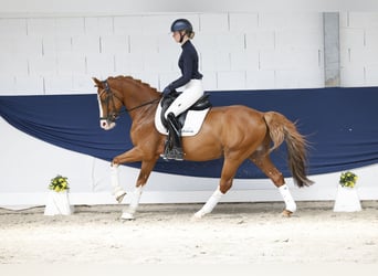Pony tedesco, Castrone, 12 Anni, 148 cm, Sauro