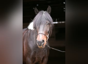 Pony tedesco Mix, Castrone, 12 Anni, 149 cm, Pezzato