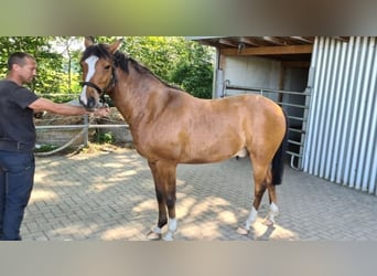 Pony tedesco, Castrone, 12 Anni, 150 cm, Baio
