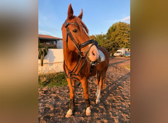 Pony tedesco, Castrone, 12 Anni, 152 cm, Sauro scuro