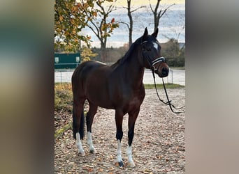 Pony tedesco, Castrone, 12 Anni, 154 cm, Baio