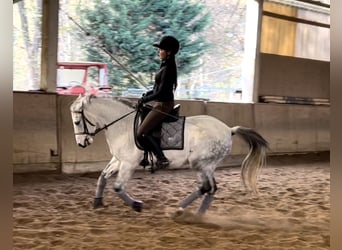 Pony tedesco, Castrone, 13 Anni, 144 cm, Grigio pezzato