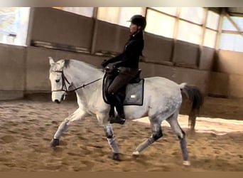 Pony tedesco, Castrone, 13 Anni, 144 cm, Grigio pezzato