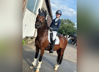 Pony tedesco, Castrone, 13 Anni, 145 cm, Baio