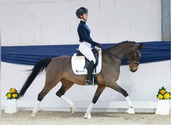 Pony tedesco, Castrone, 13 Anni, 146 cm, Baio