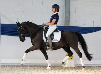 Pony tedesco, Castrone, 13 Anni, 147 cm, Baio