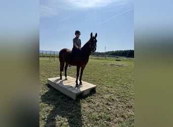 Pony tedesco, Castrone, 13 Anni, 147 cm, Baio