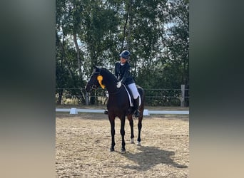 Pony tedesco, Castrone, 13 Anni, 147 cm, Baio scuro