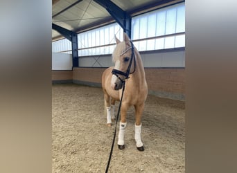 Pony tedesco, Castrone, 13 Anni, 147 cm, Palomino