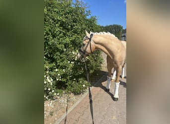 Pony tedesco, Castrone, 13 Anni, 147 cm, Palomino