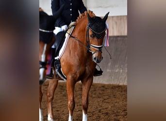 Pony tedesco, Castrone, 13 Anni, 147 cm, Sauro