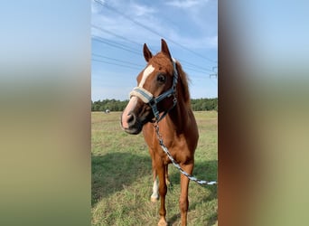 Pony tedesco, Castrone, 13 Anni, 147 cm, Sauro