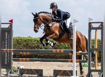 Pony tedesco, Castrone, 13 Anni, 148 cm, Baio