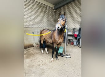 Pony tedesco, Castrone, 13 Anni, 148 cm, Baio