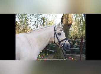 Pony tedesco, Castrone, 13 Anni, 148 cm