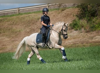 Pony tedesco, Castrone, 13 Anni, 148 cm