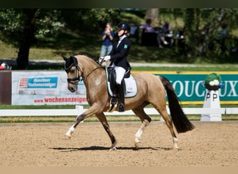 Pony tedesco, Castrone, 13 Anni, 148 cm, Falbo