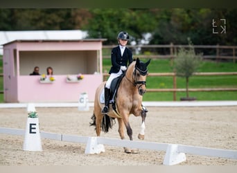 Pony tedesco, Castrone, 13 Anni, 148 cm, Falbo