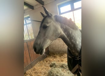 Pony tedesco, Castrone, 13 Anni, 148 cm, Grigio pezzato