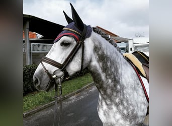 Pony tedesco, Castrone, 13 Anni, 148 cm, Grigio pezzato