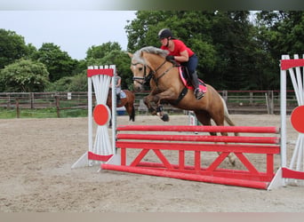 Pony tedesco, Castrone, 13 Anni, 148 cm, Palomino
