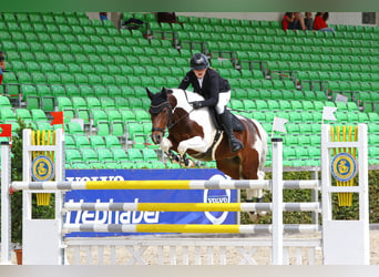 Pony tedesco, Castrone, 13 Anni, 148 cm, Pezzato