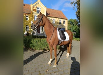 Pony tedesco, Castrone, 13 Anni, 148 cm, Sauro