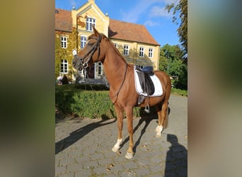 Pony tedesco, Castrone, 13 Anni, 148 cm, Sauro