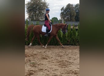 Pony tedesco, Castrone, 13 Anni, 148 cm, Sauro