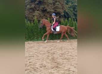 Pony tedesco, Castrone, 13 Anni, 148 cm, Sauro