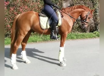Pony tedesco, Castrone, 13 Anni, 148 cm, Sauro