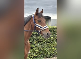 Pony tedesco, Castrone, 13 Anni, 149 cm, Baio