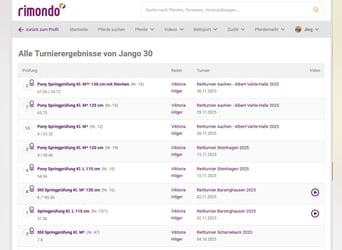 Pony tedesco, Castrone, 13 Anni, 149 cm, Sauro