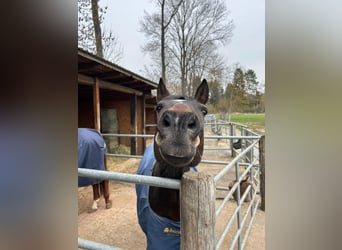 Pony tedesco, Castrone, 13 Anni, 150 cm, Baio