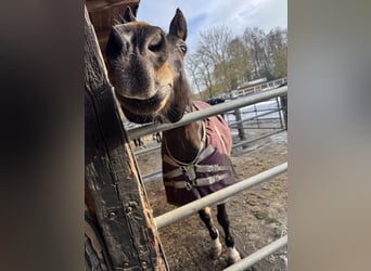 Pony tedesco, Castrone, 13 Anni, 150 cm, Baio scuro