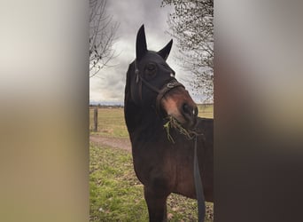 Pony tedesco, Castrone, 13 Anni, 150 cm, Baio scuro