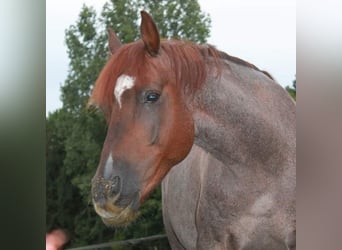Pony tedesco, Castrone, 13 Anni, 152 cm, Roano rosso
