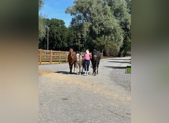 Pony tedesco, Castrone, 14 Anni, 142 cm, Morello