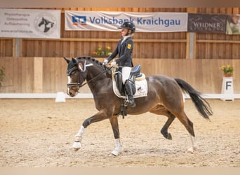 Pony tedesco, Castrone, 14 Anni, 146 cm, Baio