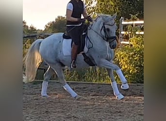 Pony tedesco, Castrone, 14 Anni, 146 cm, Grigio