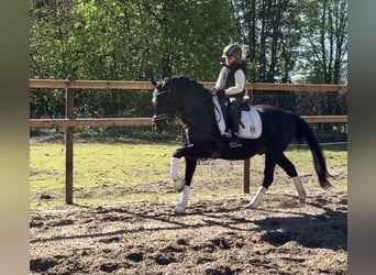 Pony tedesco, Castrone, 14 Anni, 146 cm, Morello