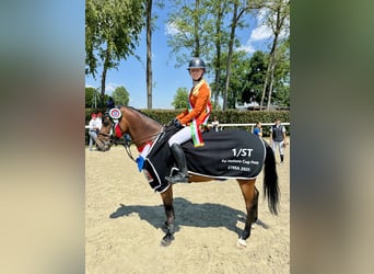 Pony tedesco, Castrone, 14 Anni, 148 cm, Baio