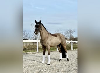 Pony tedesco, Castrone, 14 Anni, 148 cm, Baio nero