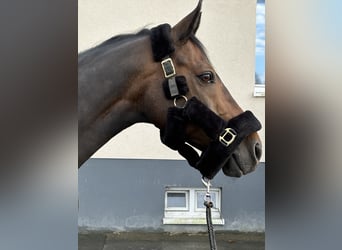 Pony tedesco, Castrone, 14 Anni, 148 cm, Baio scuro