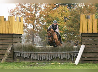 Pony tedesco, Castrone, 14 Anni, 148 cm, Falbo