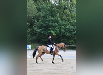 Pony tedesco, Castrone, 14 Anni, 148 cm, Falbo