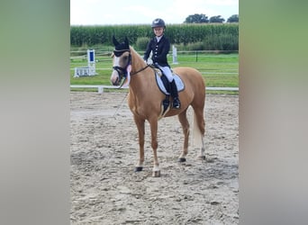 Pony tedesco, Castrone, 14 Anni, 148 cm, Palomino