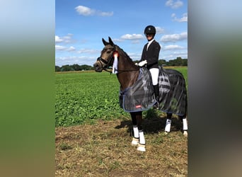 Pony tedesco, Castrone, 14 Anni, 148 cm, Pelle di daino