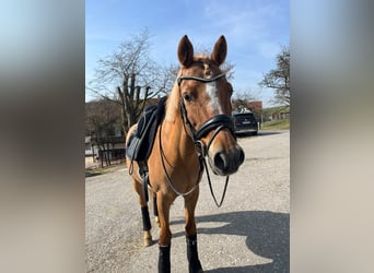 Pony tedesco, Castrone, 14 Anni, 148 cm, Sauro