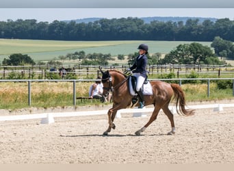 Pony tedesco, Castrone, 14 Anni, 148 cm, Sauro scuro